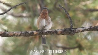 EASTERN BLUEBIRD 4k 2