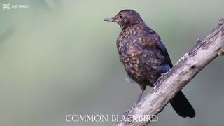 COMMON BLACKBIRD 4k