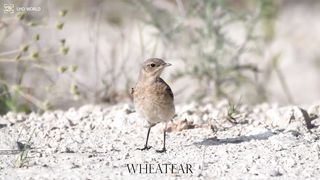 WHEATEAR 4k