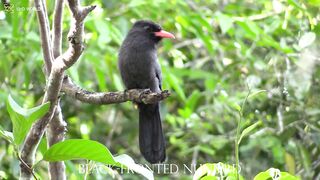 Black fronted 4k