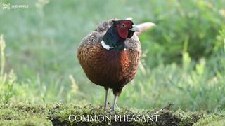 COMMON PHEASANT 4k