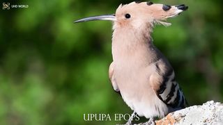 UPUPA EPOPS 4k