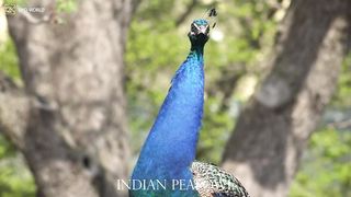 Indian peafowl 4k