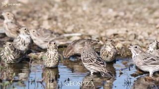GEOSPIZA 4k