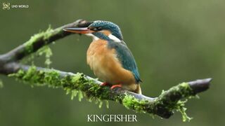 KINGFISHER 4k