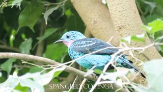 SPANGUED COTINGA 4k
