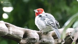 RED-COWLED CARDINAL 4k