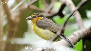 BLACK-NECKED WEAVER 4k