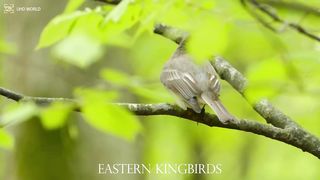 EASTERN KINGBIRDS 4k