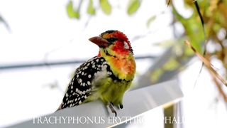 trachyphonus erythrocephalus 4k