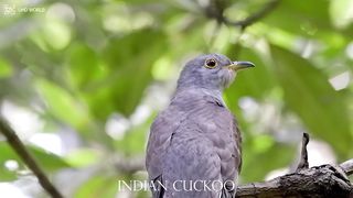 INDIAN CUCKOO 4k