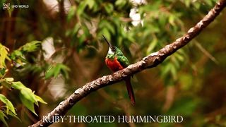 RUBY-THROATED HUMMINGBIRD 4k