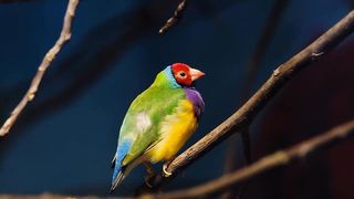 Birds 2k