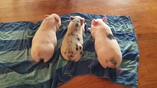 Wagging pig tails