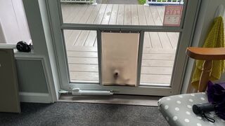 Corgi puppy falls out through the dog door