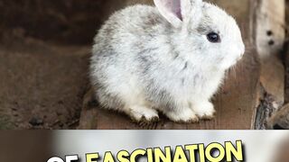 Rabbits