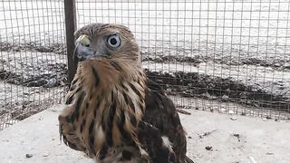 Catched Eagle baby