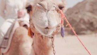 Interesting Facts About Animals short _ part 10 ???????????????????????? #facts #world #animal