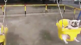 Dog on a swing