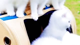 Handsome little White cat with blue eyes