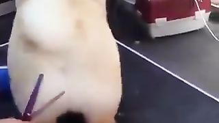 Dog with cute buttocks