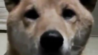 Dogs under Attention