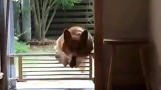 Dogs that don't climb well