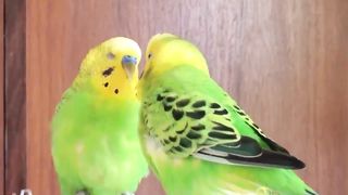 A parrot that talks
