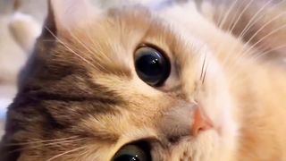 Cute cats, Funny animals