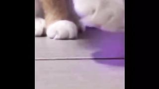 video funny animals part 4