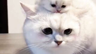 Cute cats, Funny animals 2