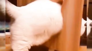 my cat is my favorite 57
