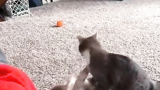 my cat is my favorite 58