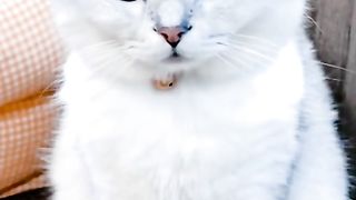 my cat is my favorite 59