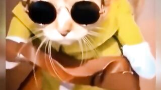 my cat is my favorite 60