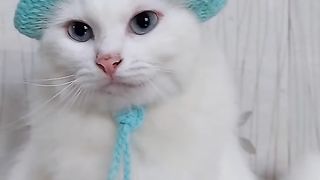 my cat is my favorite 61