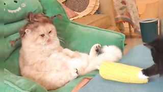 my cat is my favorite 64