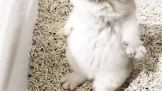 my cat is my favorite 65