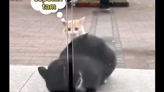 my cat is my favorite 69