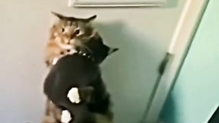 my cat is my favorite 68