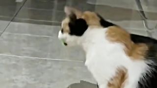 my cat is my favorite 70