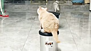 my cat is my favorite 71