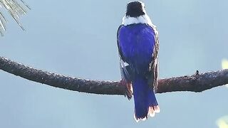 #bird#nature 15