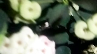 Animal flowers 2