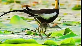 #bird#nature 16