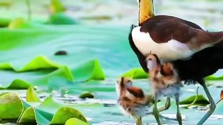 #bird#nature 17
