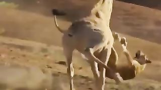 Dangerous animal 2