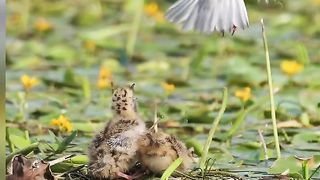 #bird#nature 18