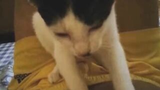 Pijat Kucing