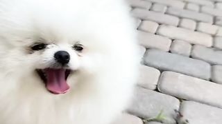 unique facts about dogs
